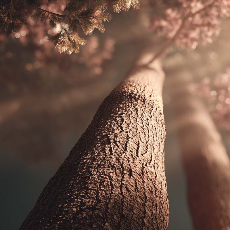 Continuing-Your-Reiki-Training-With-Divine-Reiki-Academy